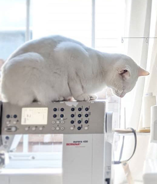 Guide to Buying a Sewing Machine 1 a white cat sits on a sewing machine in front of the window