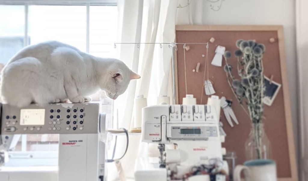 Guide to Buying a Sewing Machine 2 a white cat sits on top of a sewing machine in front of a window. A serger is nearby.